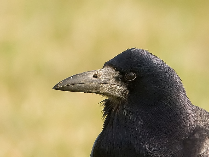 Corvus frugilegus Roek Rook